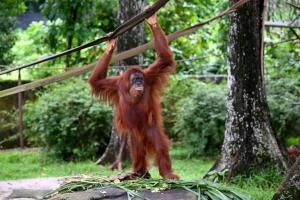 La Malaisie amende sa « diplomatie de l’orang-outan » en laissant les singes dans leur habitat naturel 