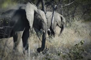 Sécheresse : la Namibie a commencé à abattre des centaines d&#039;animaux sauvages 