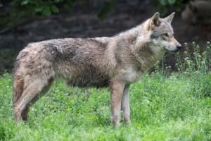 Loups : feu vert de l’Union européenne pour une protection réduite