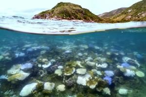 Australie : mortalité record du corail dans une partie de la Grande Barrière