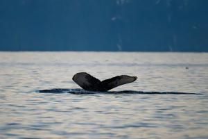 La Norvège assignée par WWF pour avoir ouvert ses fonds marins à la prospection minière