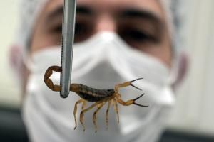 Le scorpion est devenu l&#039;animal venimeux le plus mortel du Brésil