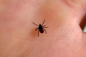 Maladie de Lyme : la controverse ressurgit avec un avis controversé de la HAS