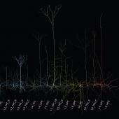 Une classification morphologique des neurones (enfin) 