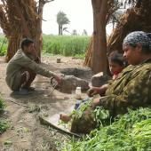 Voir la vidéo de Olfate sur le delta du Nil (Egypte)