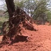 Voir la vidéo de Une mission paléontologique au Kenya