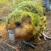 Le kakapo, plus gros perroquet du monde, profite du réchauffement climatique