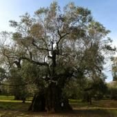 Xylella, la bactérie tueuse d’oliviers, pourrait s’étendre en Europe 