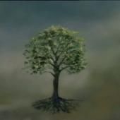 Voir la vidéo de Arbre