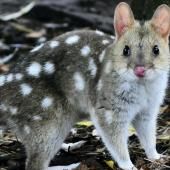 Réintroduction du chat marsupial moucheté