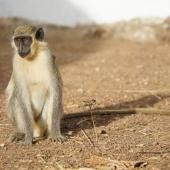 Singes verts : des cris d’alarme pour l’aigle... et le drone