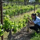 L’agroforesterie étend ses racines en France et dans le monde