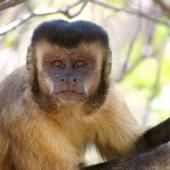 Singes capucins : des outils qui ont changé depuis 300 ans ?