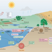 Changement climatique : gare aux micro-organismes, alertent des biologistes