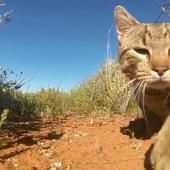 En Australie, les chats tuent plus de 1,5 milliard d’animaux par an