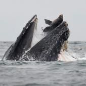 Rarissime photo d’un lion de mer tombant dans la gueule d’une baleine