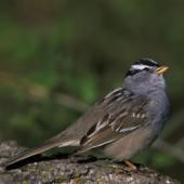 Les néonicotinoïdes affectent aussi les oiseaux