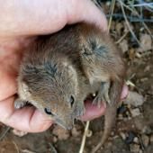 Le sexe intense mortel des marsupiaux 