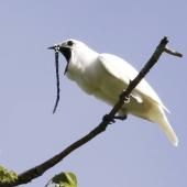 L’oiseau le plus bruyant du monde crie pour trouver l’amour