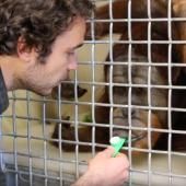 Quand les orangs-outans jouent du kazoo…