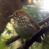 En Colombie, pays des oiseaux, découvrez ce nouvel adepte de la danse