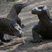 L’Indonésie renonce à fermer l’île de Komodo aux touristes