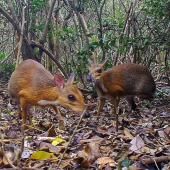 Un petit ruminant disparu des radars depuis 25 ans photographié au Vietnam