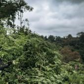 Un tiers de la flore tropicale africaine potentiellement menacée d&#039;extinction 