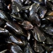 Un cancer infectieux chez les moules s’est propagé par le transport maritime 