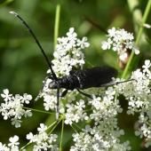 Des pollinisateurs moins nombreux et moins actifs en Europe