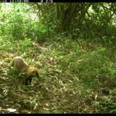 La faune revient à Fukushima