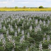 Le lupin, légumineuse d’avenir désormais séquencée