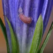 Voir la vidéo de Menaces sur le Maculinea, la biologie de la conservation appliquée aux zones humides