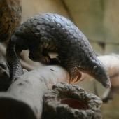 Le pangolin, hôte intermédiaire du coronavirus ?