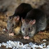 Les rats, capables de « sentir » les tricheurs 