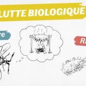 Voir la vidéo de Comment des insectes peuvent sauver des millions d&#039;humains ?