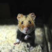 Coronavirus : des tests sur les hamsters à Hong Kong prouvent l’efficacité des masques