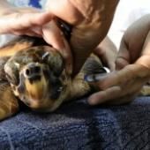 Une tortue marine vient pondre ses oeufs sur la plage publique de Fréjus