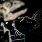 Un premier diagnostic de cancer chez un dinosaure