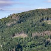 Vosges : sécheresses et ravageurs menacent la forêt