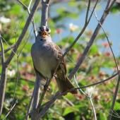 À San Francisco, les oiseaux ont arrêté de s’égosiller pendant le confinement 