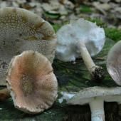 Attention, les applis cueillent parfois les champignons toxiques