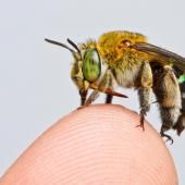 Une première : la carte des abeilles dans le monde