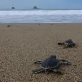 En Indonésie, des bébés tortues en route vers la liberté