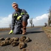 En moyenne montagne, le retour dévastateur des campagnols