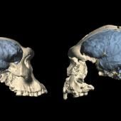 Le cerveau humain moderne est apparu il y moins longtemps que prévu