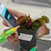 « Robots-plantes » : des scientifiques cherchent à combiner technologie et nature 