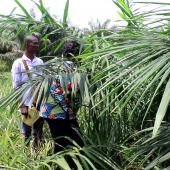 Voir la vidéo de L’agronome qui marie les cultures et les arbres