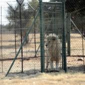 L’Afrique du Sud va interdire l’élevage de lions en captivité pour la chasse