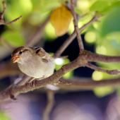 Le déclin des oiseaux se confirme